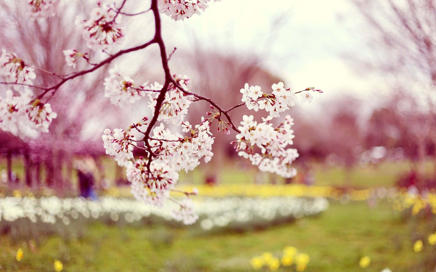 "Welcome the Beauty of Spring Time"