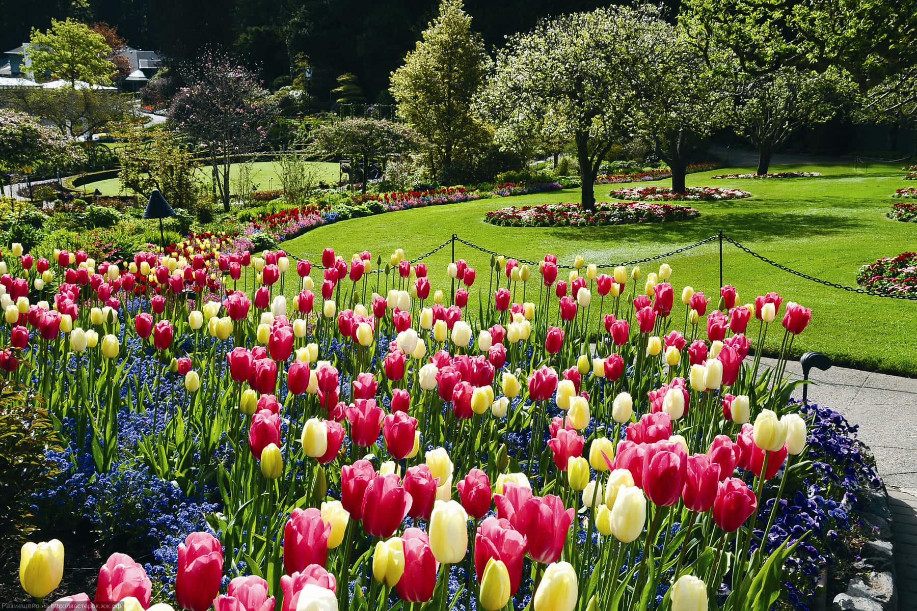 Unabellissima Vista Di Un Campo Di Tulipani In Fiore Nella Campagna Durante La Primavera.