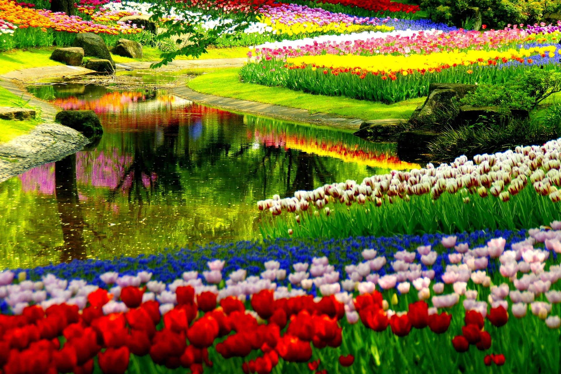 Njutav Skönheten I Våren Med Färgglada Blommor Och Livfulla Färger I Naturen.