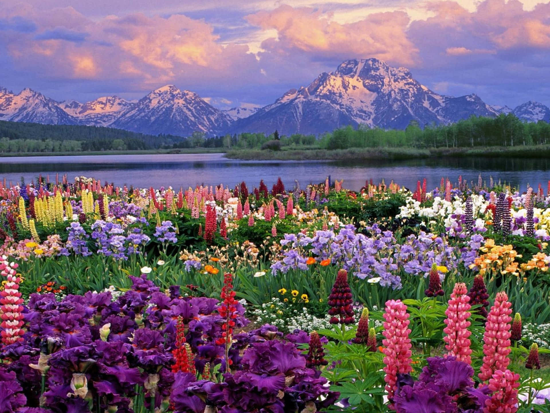 Uncolorido Campo De Flores Con Montañas En El Fondo