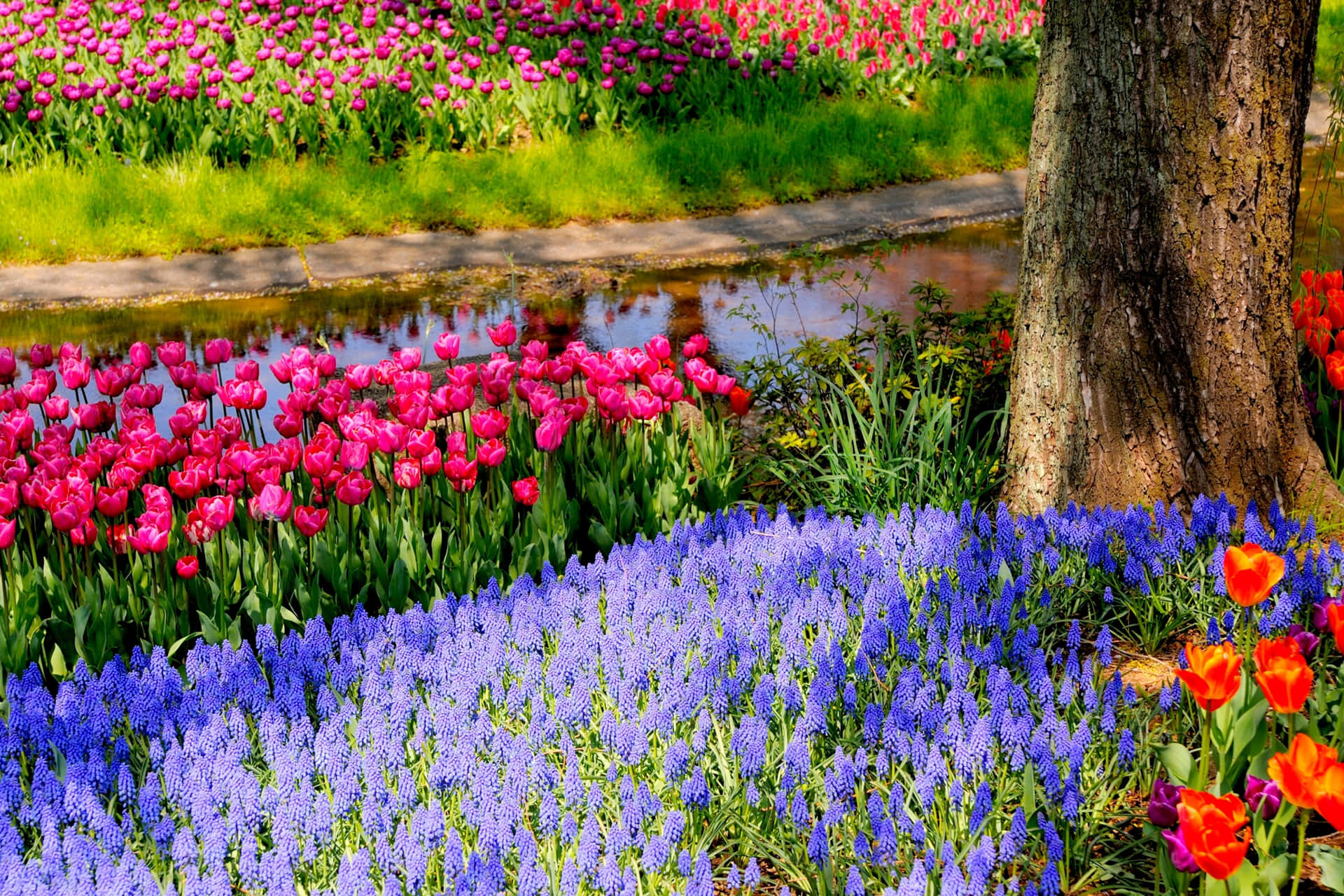 Unabellissima Vista Di Splendide Fioriture Di Ciliegio Rosa In Primavera