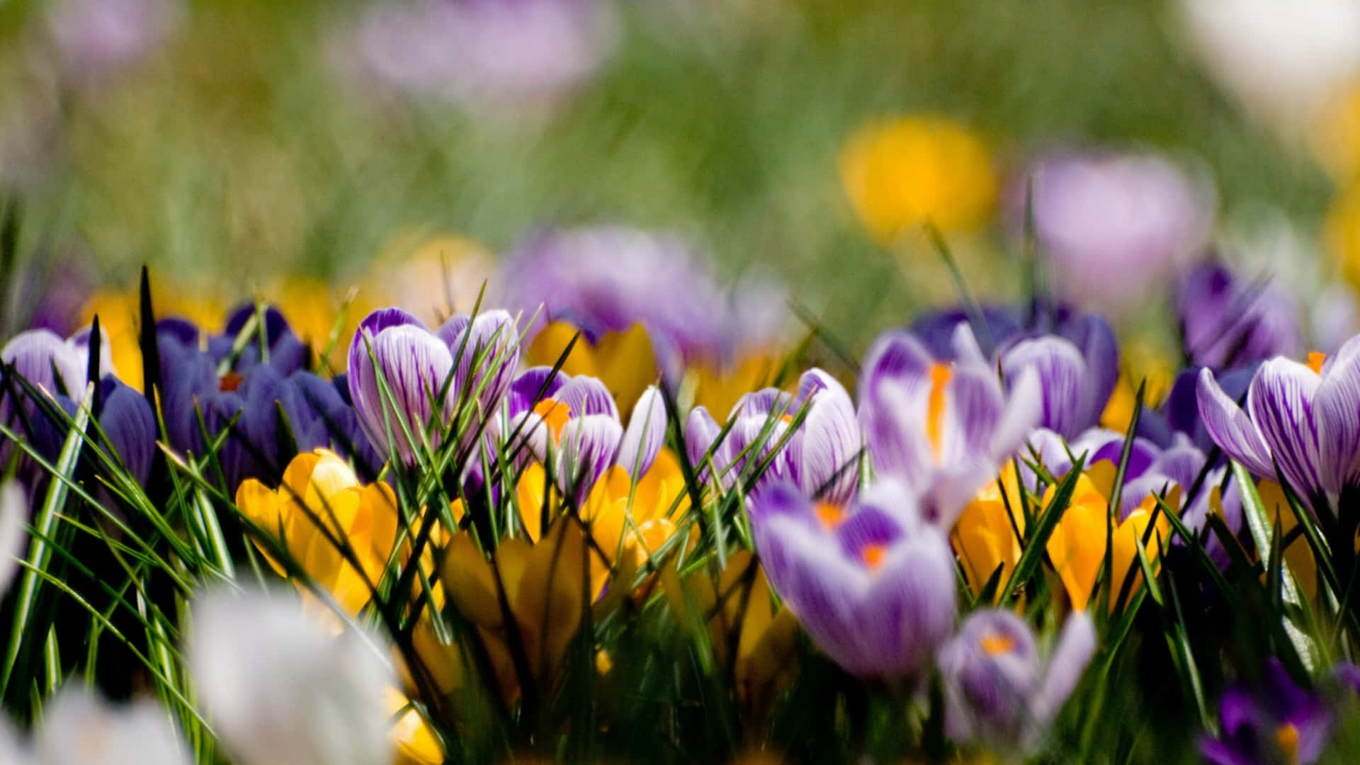 crocus flowers in the spring