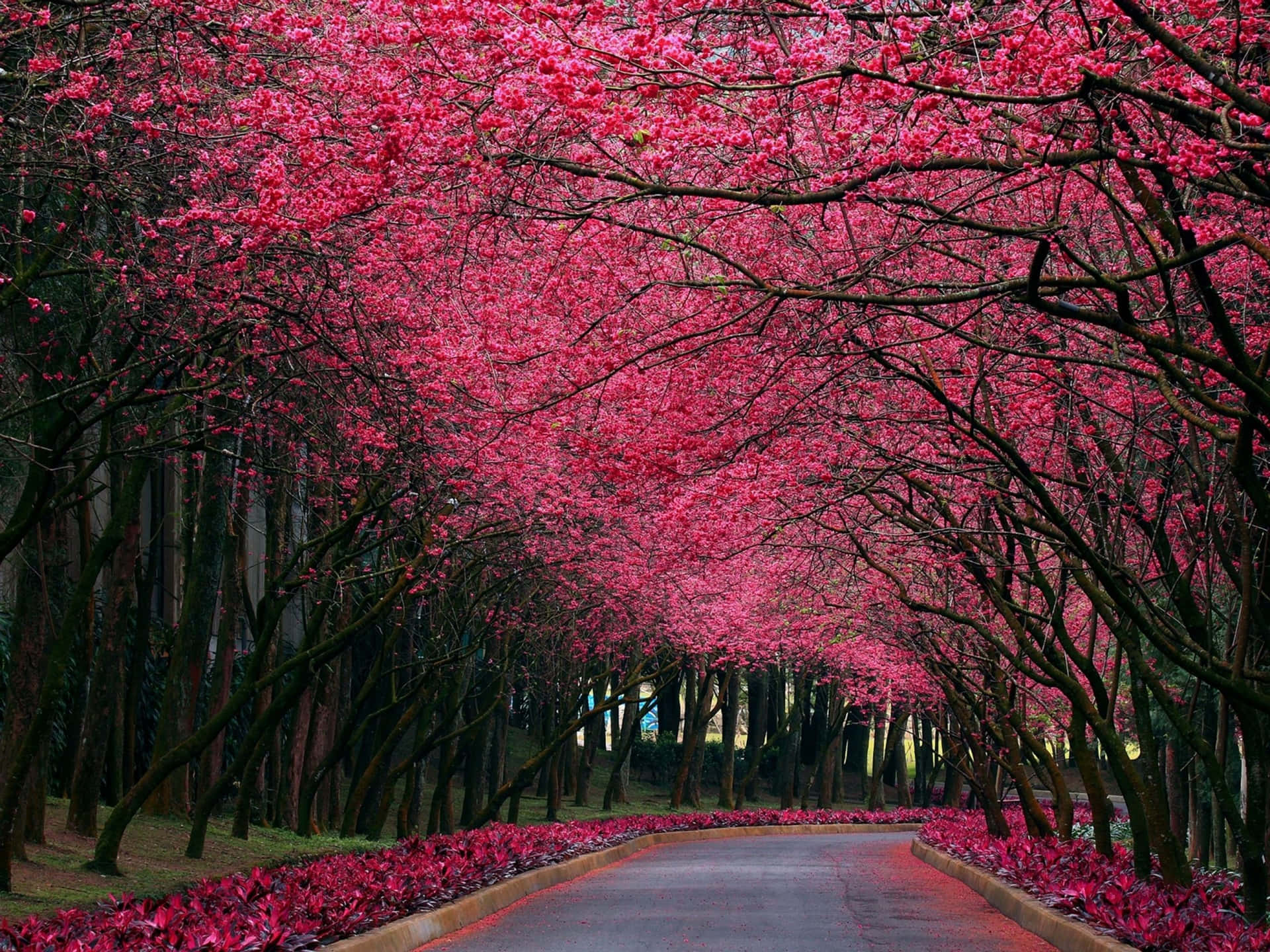 A Road Lined With Pink Flowers