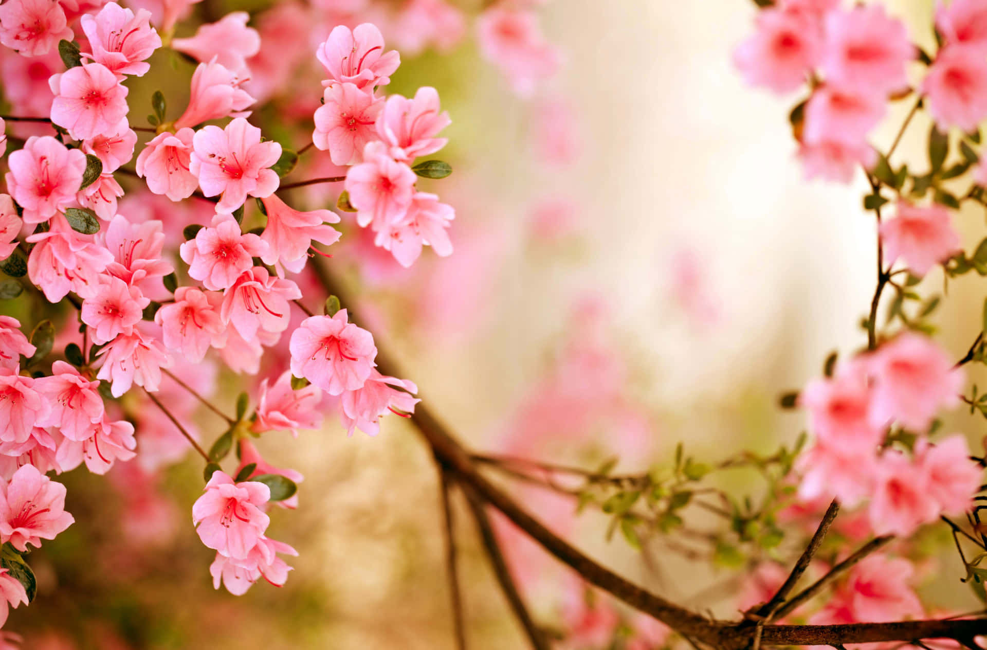 Njutav Vårens Skönhet!