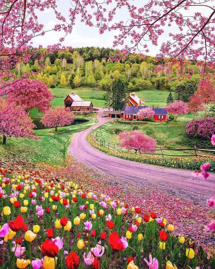Take a Walk and Enjoy the Beauty of Spring