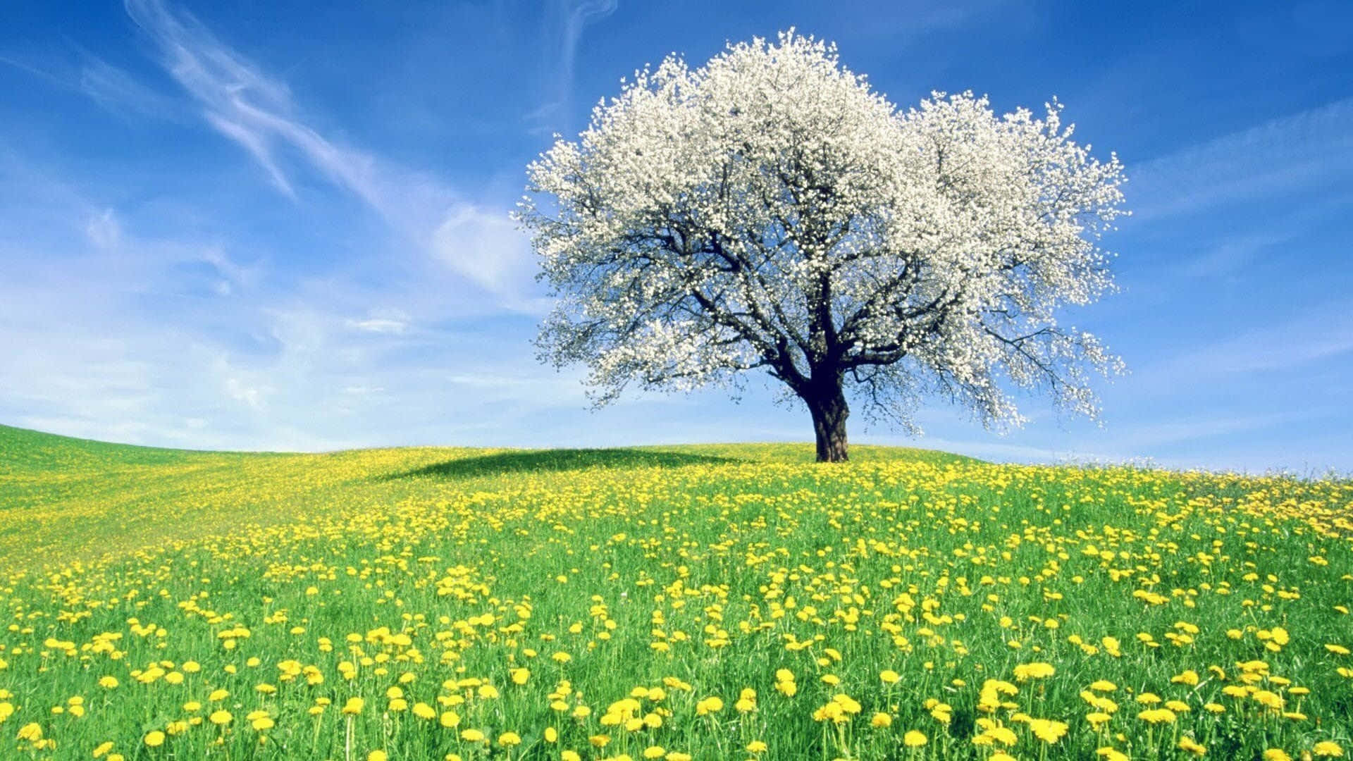 Blooming Spring Trees in a Serene Landscape Wallpaper