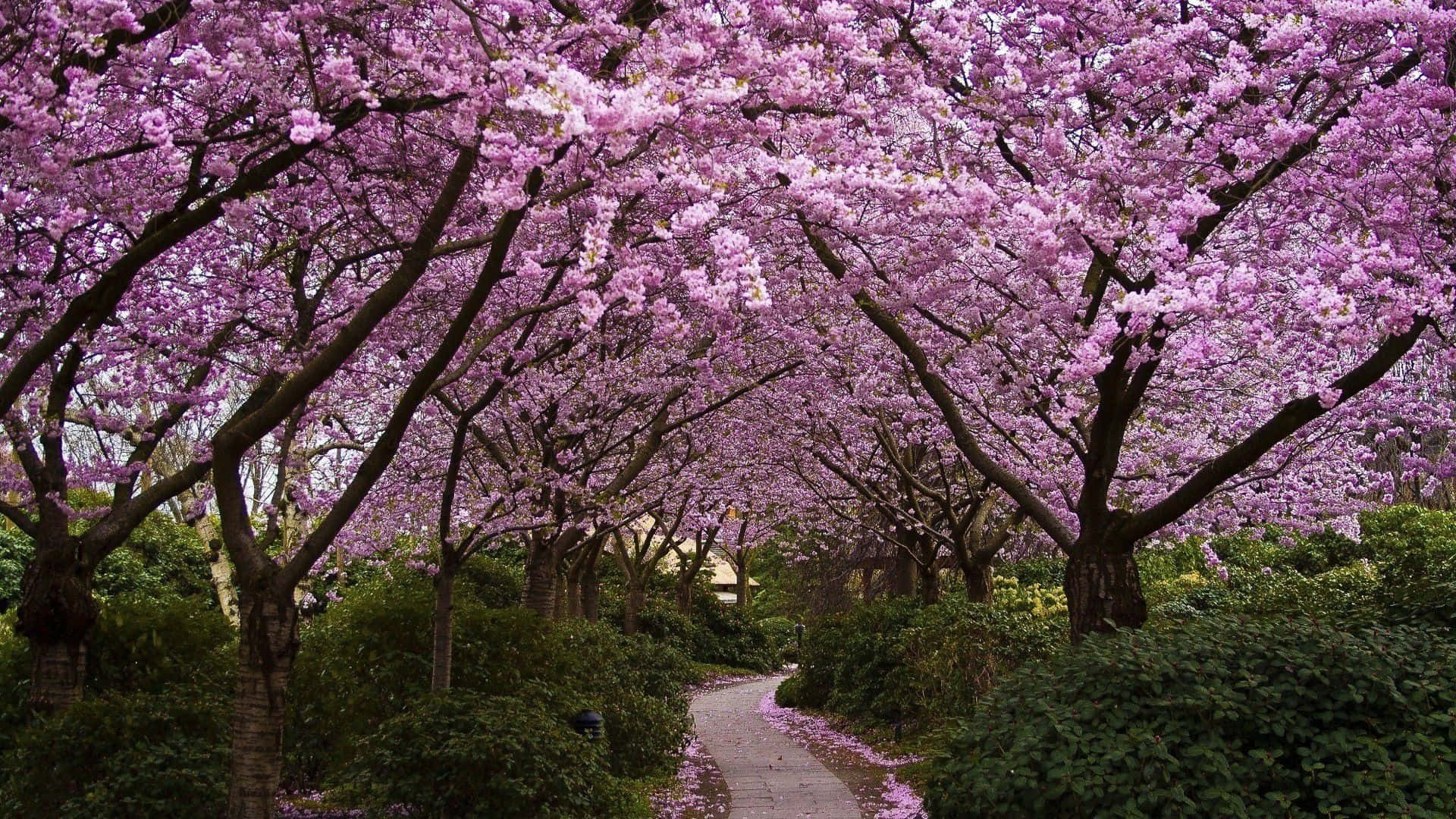 Beautiful Spring Trees in Full Bloom Wallpaper