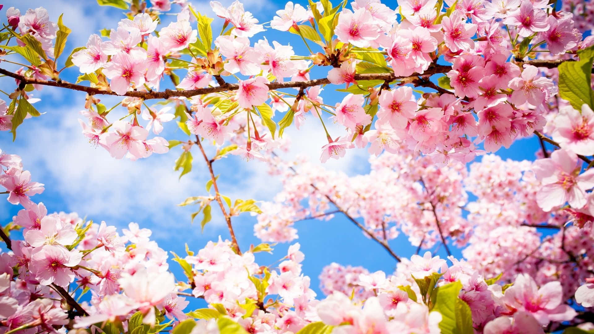 Blossoming Spring Trees in a Vibrant Landscape Wallpaper