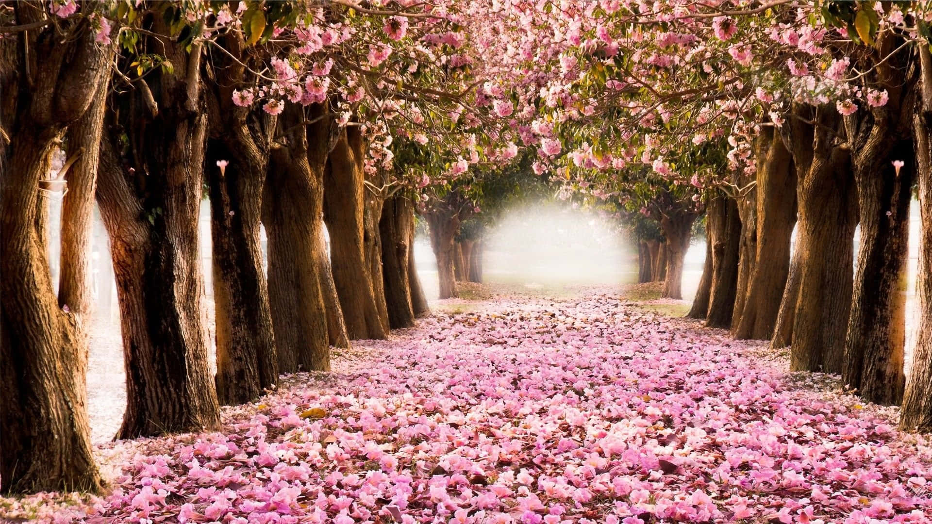 Vibrant Spring Trees in Full Bloom Wallpaper