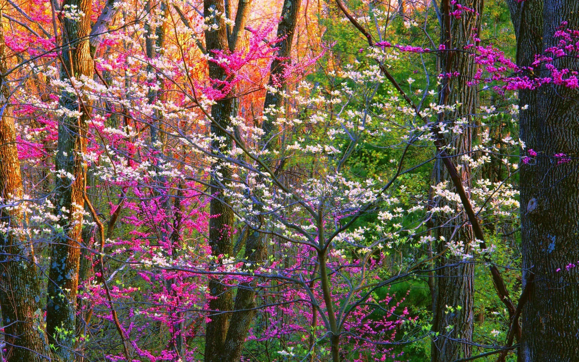 Scenic Spring Trees in Bloom Wallpaper