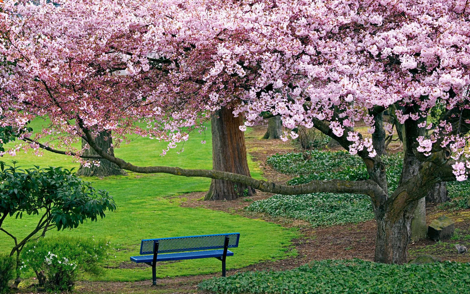 Enchanting Spring Trees in Full Bloom Wallpaper