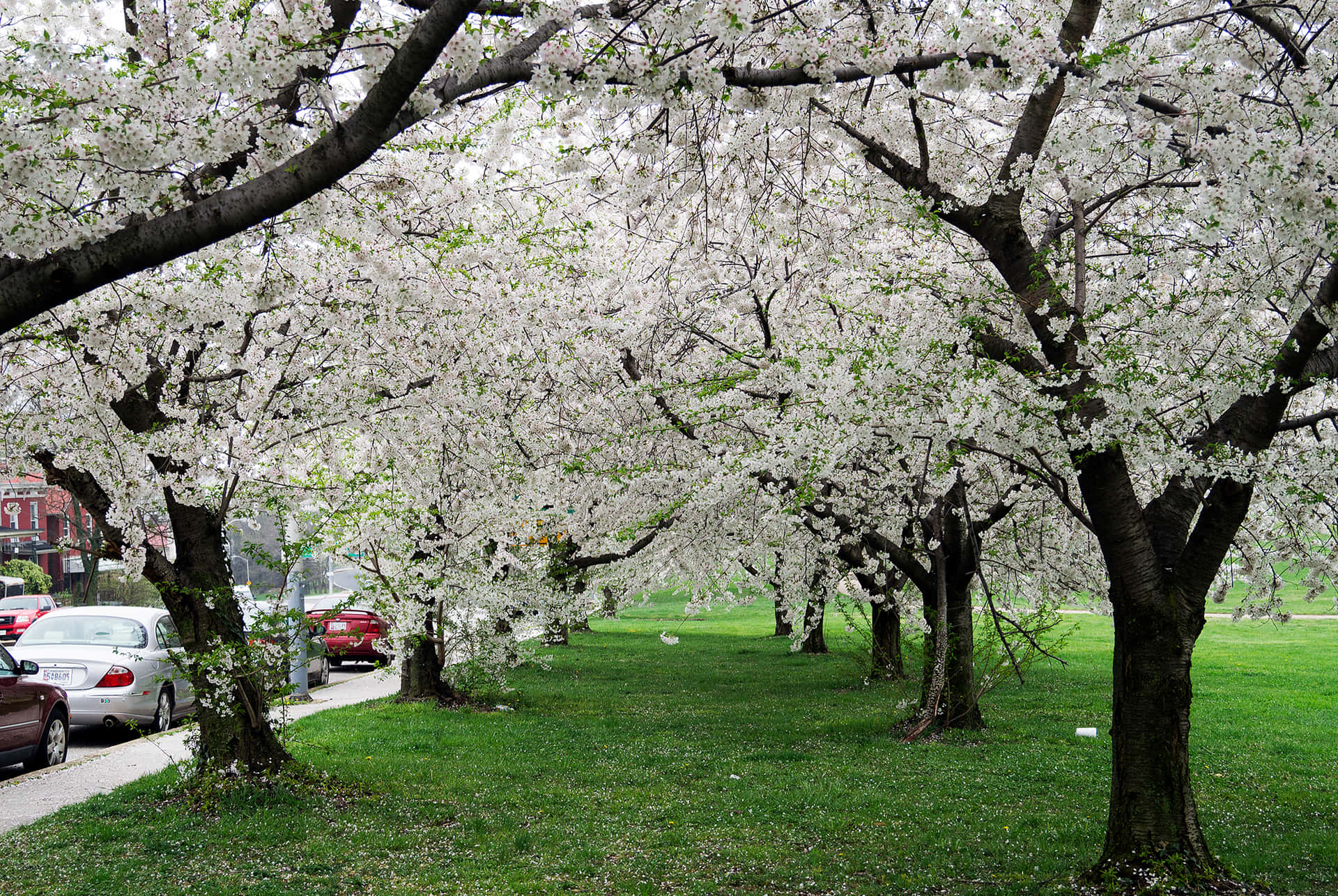 Beautiful Spring Trees in Full Bloom Wallpaper