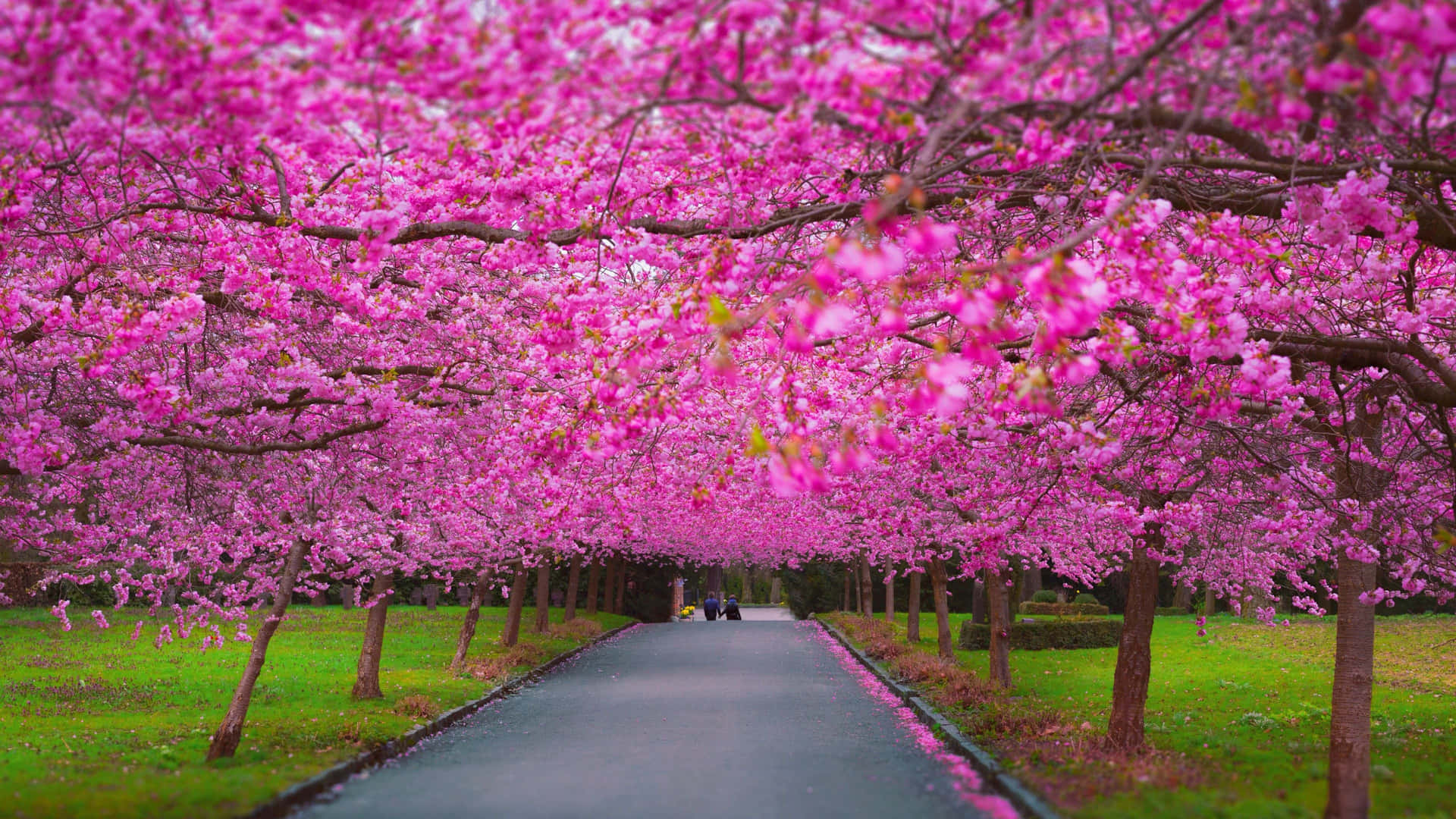 Blooming Spring Trees in a Serene Park Wallpaper