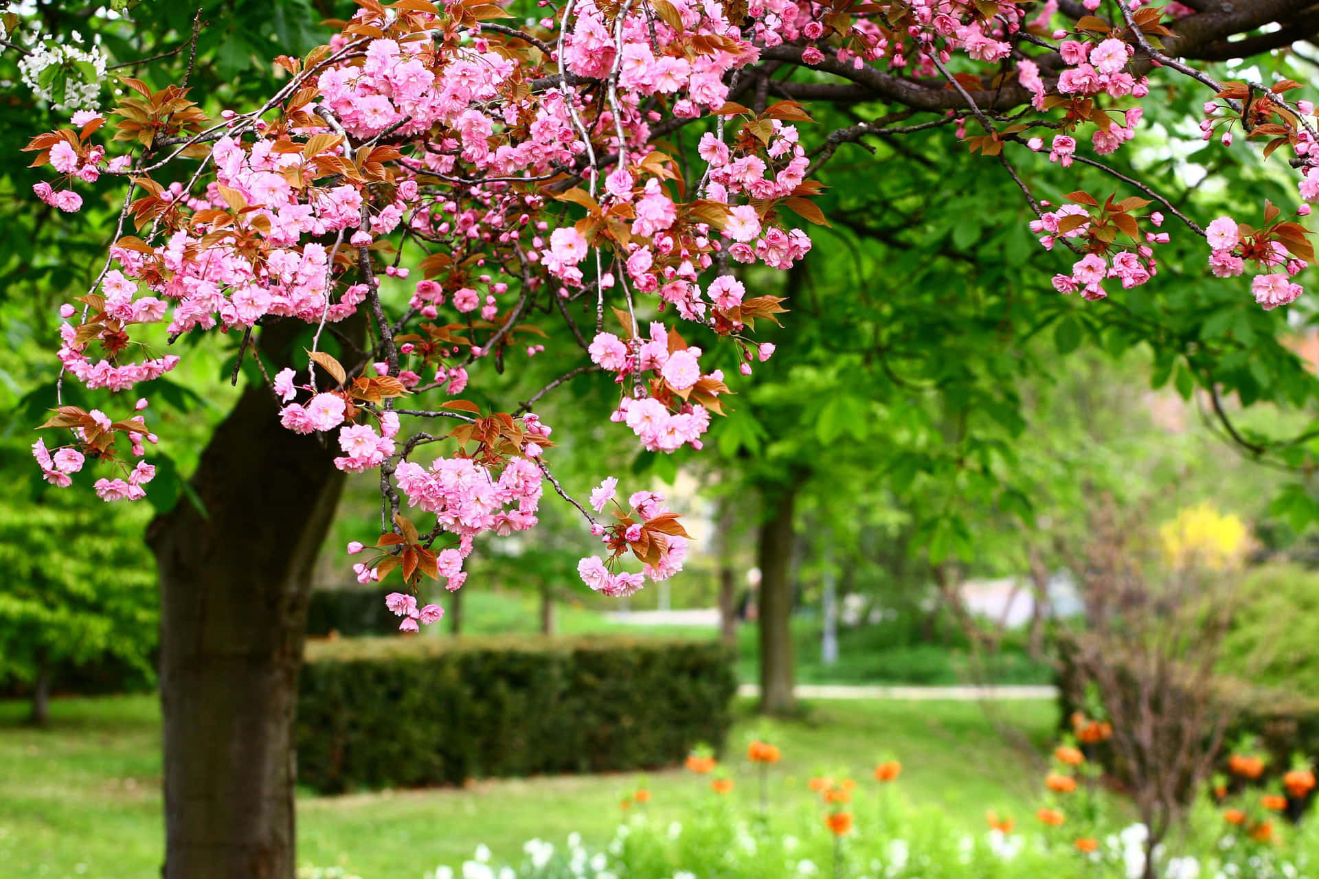 Breathtaking Spring Trees in Full Bloom Wallpaper
