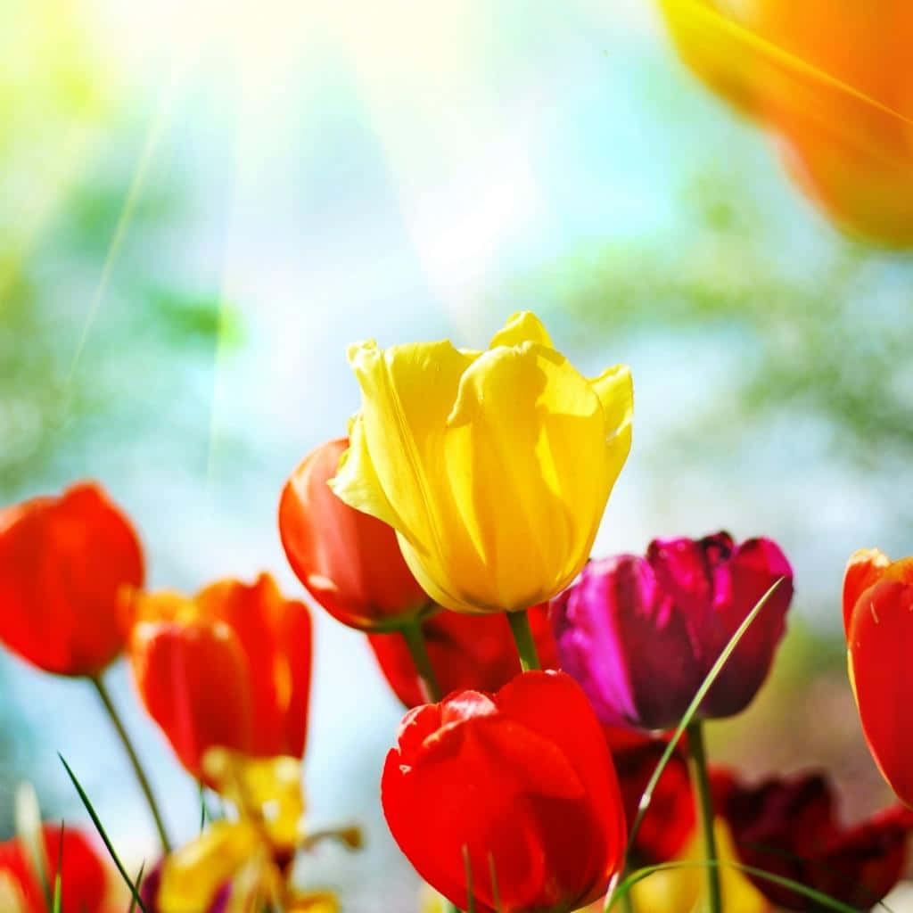 Spring Tulips iPad tapet: Blomstrende tulipaner til din iPad. Wallpaper