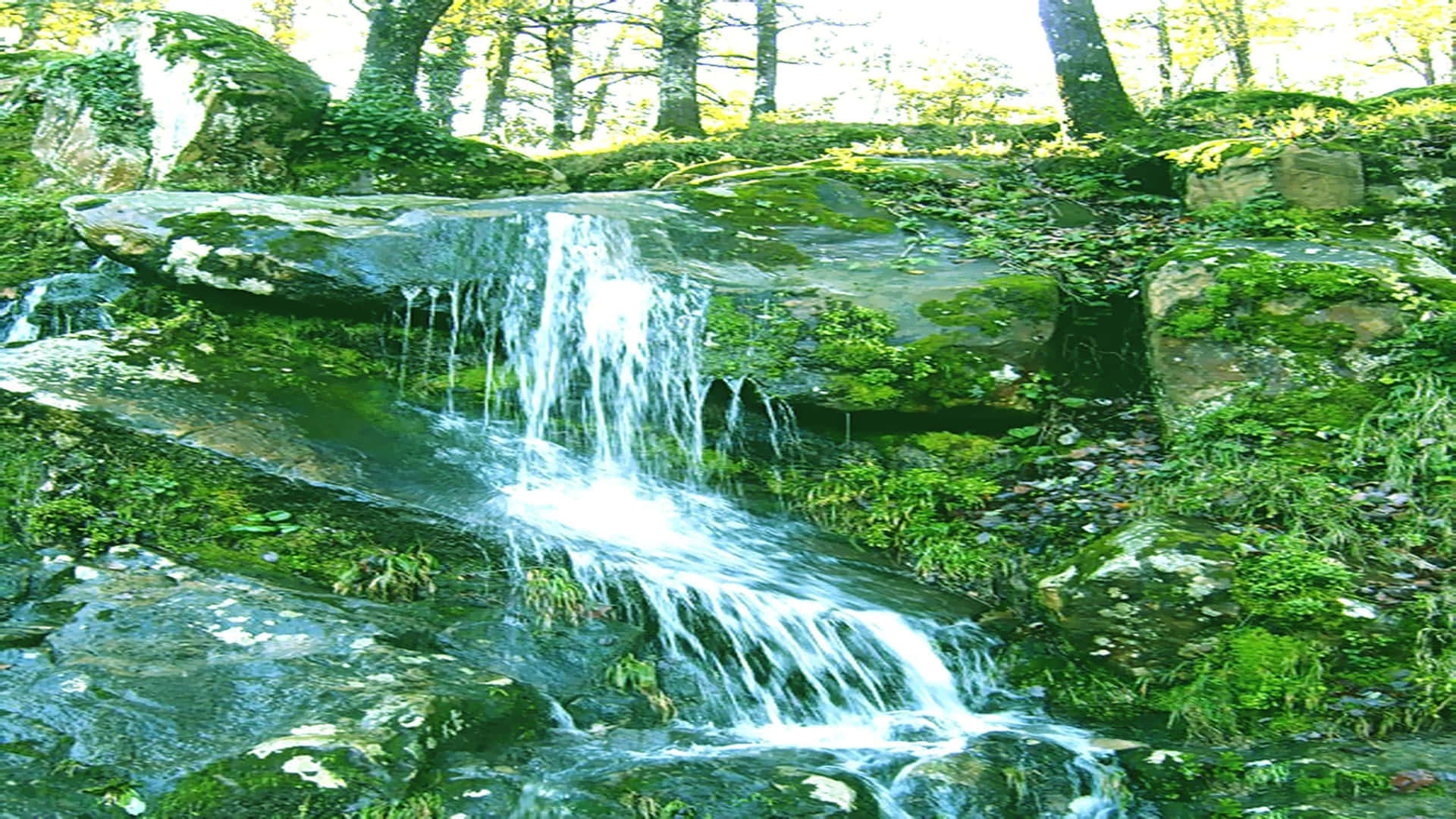Crystal Clear Spring Water Flowing Through Nature Wallpaper