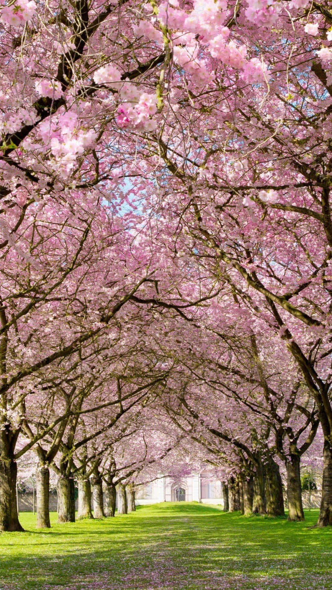 Sunshine and blossoms in full bloom Wallpaper