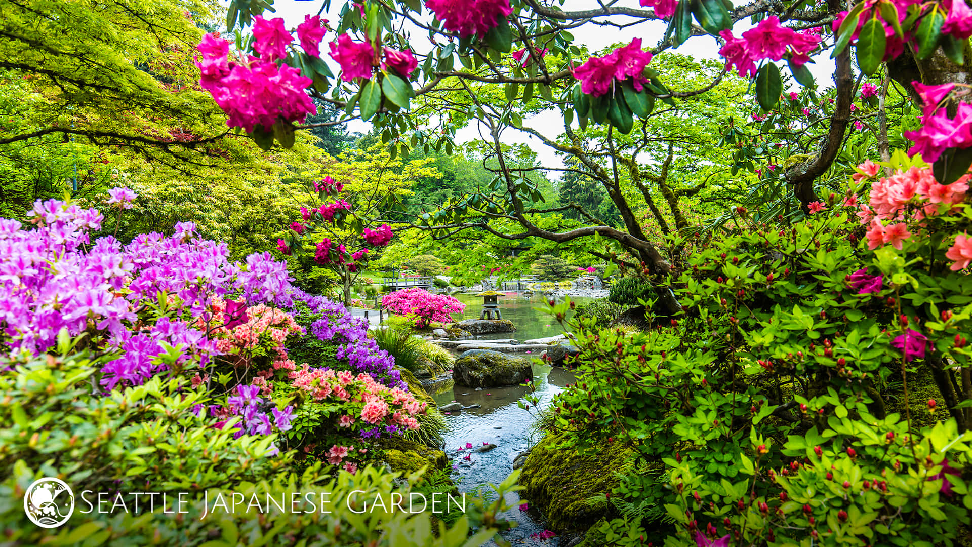 Seattle Japanese Garden Spring Zoom Background