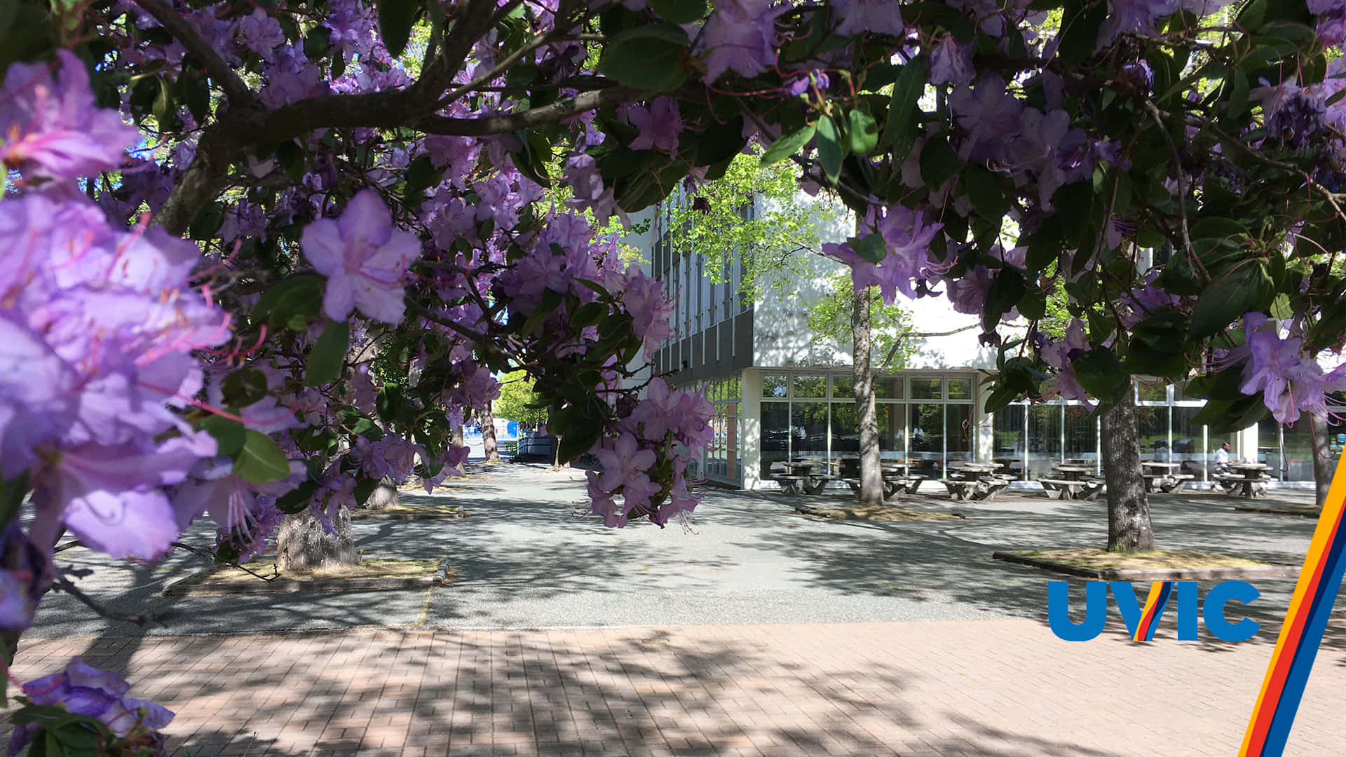 Empress Tree University Of Victoria Spring Zoom Background