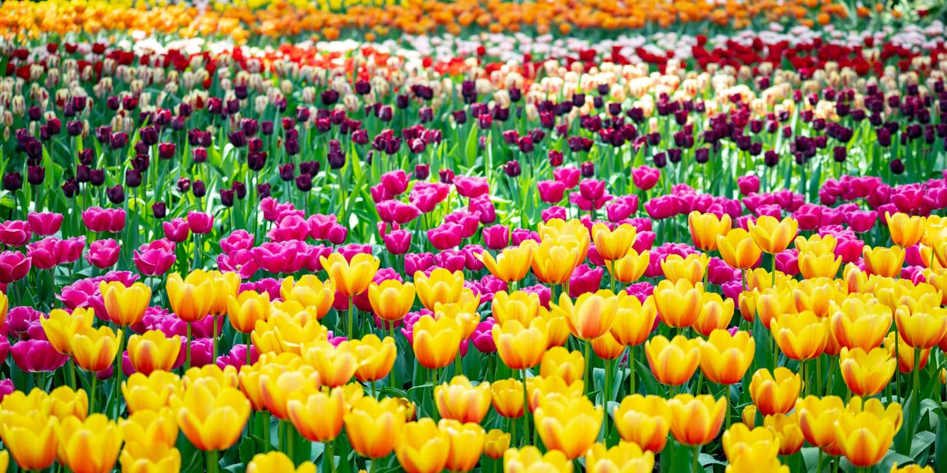 Fondode Pantalla Para Zoom De Campo De Tulipanes En Los Países Bajos En Primavera