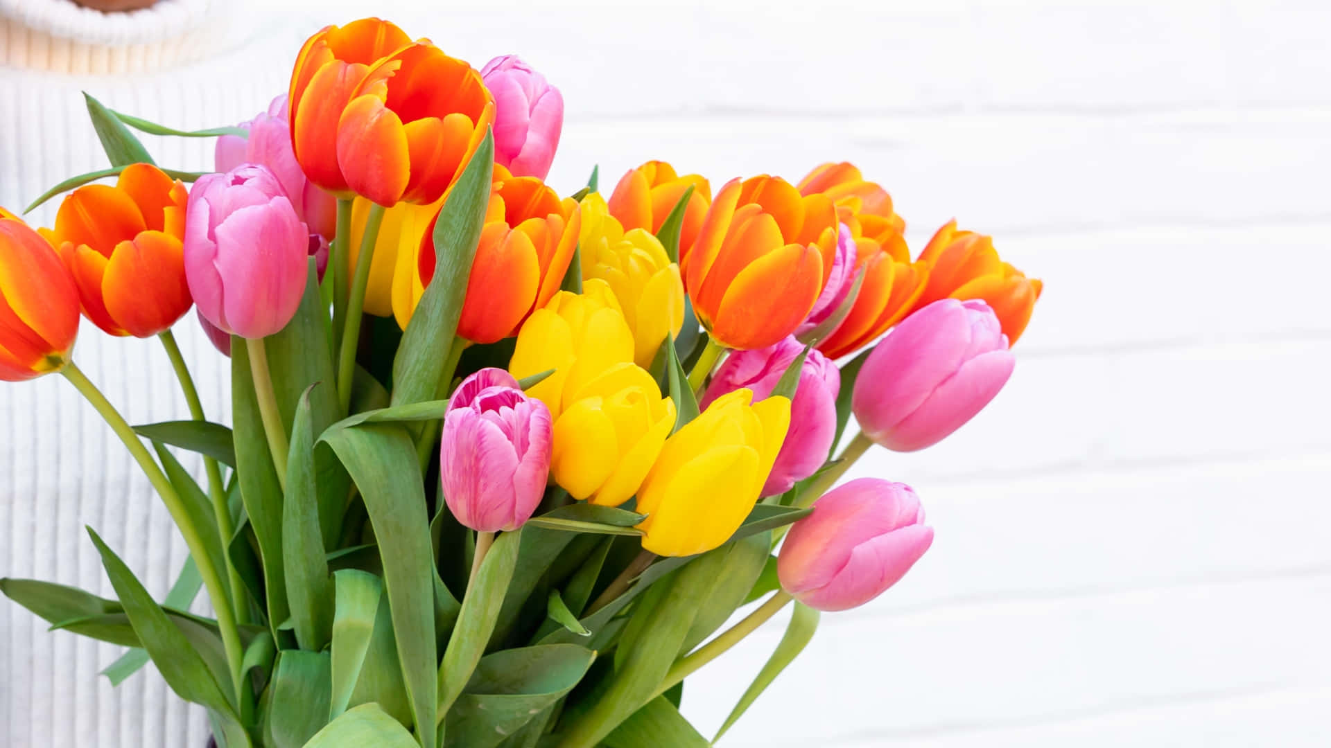 Blomsterbuket af farverige tulipaner forår zoom-baggrund