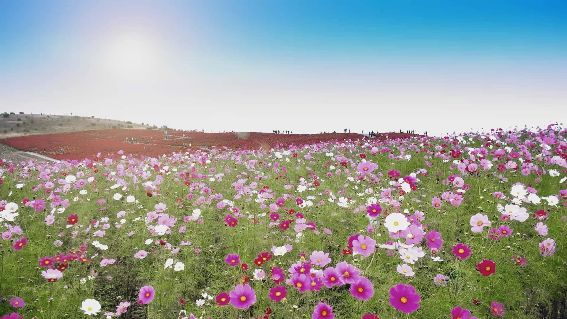 Cosmos Flowers In Field Spring Zoom Background