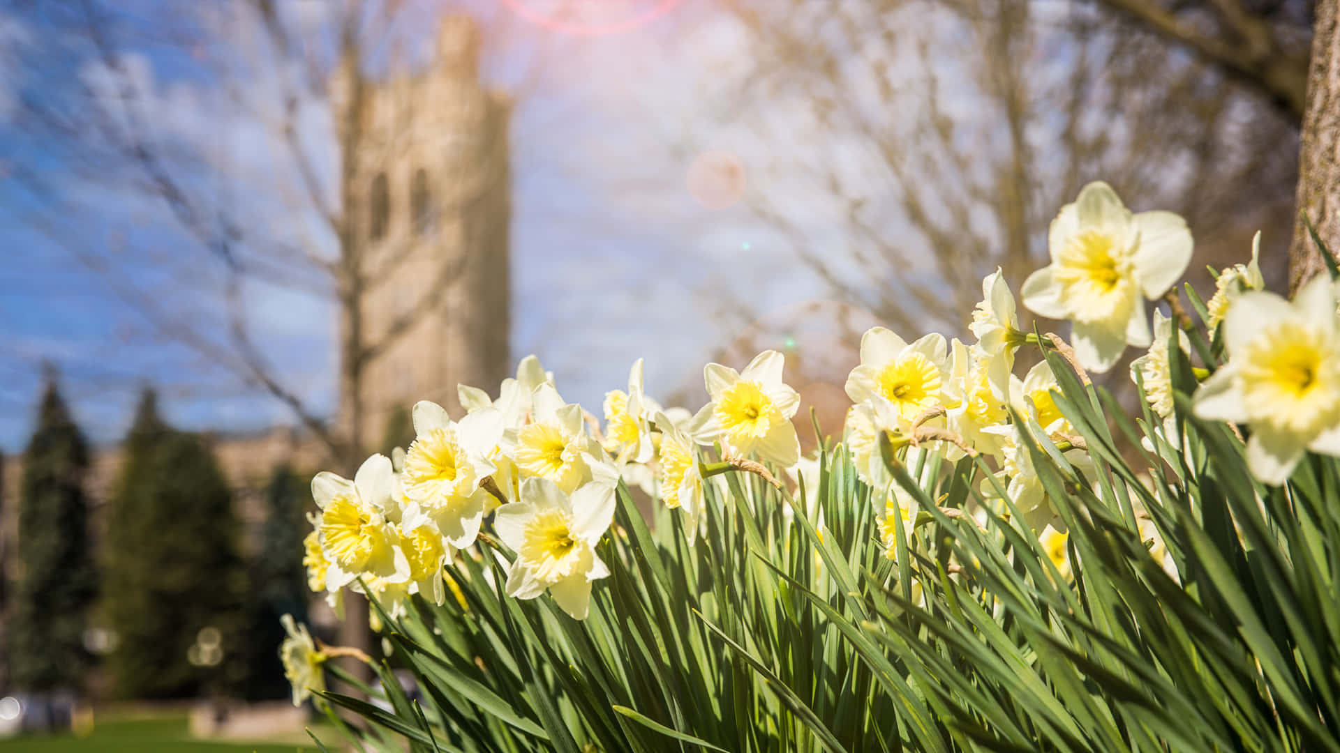 Daffodiler på Western University Canada forår Zoom baggrund