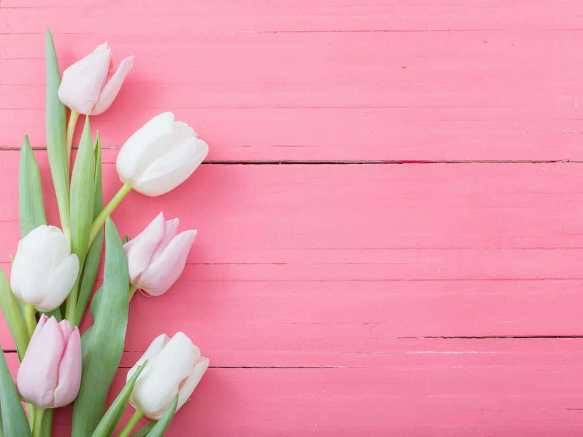 Fondode Pantalla De Tulipanes Rosa Pastel Para Primavera