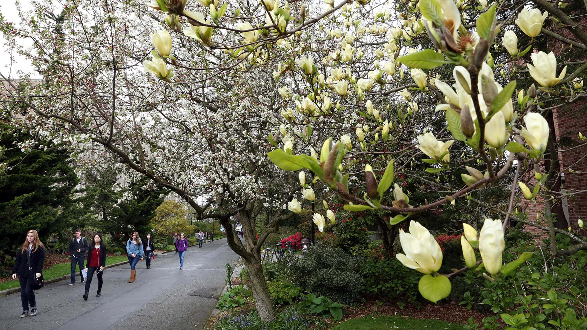 Magnolienblütenfrühlings-zoom-hintergrund