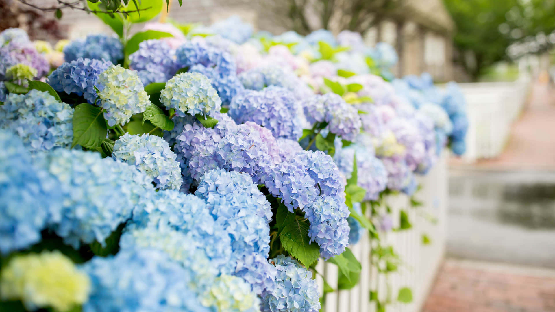 Fondode Pantalla De Zoom Con Flores De Hortensia Azules En Primavera.