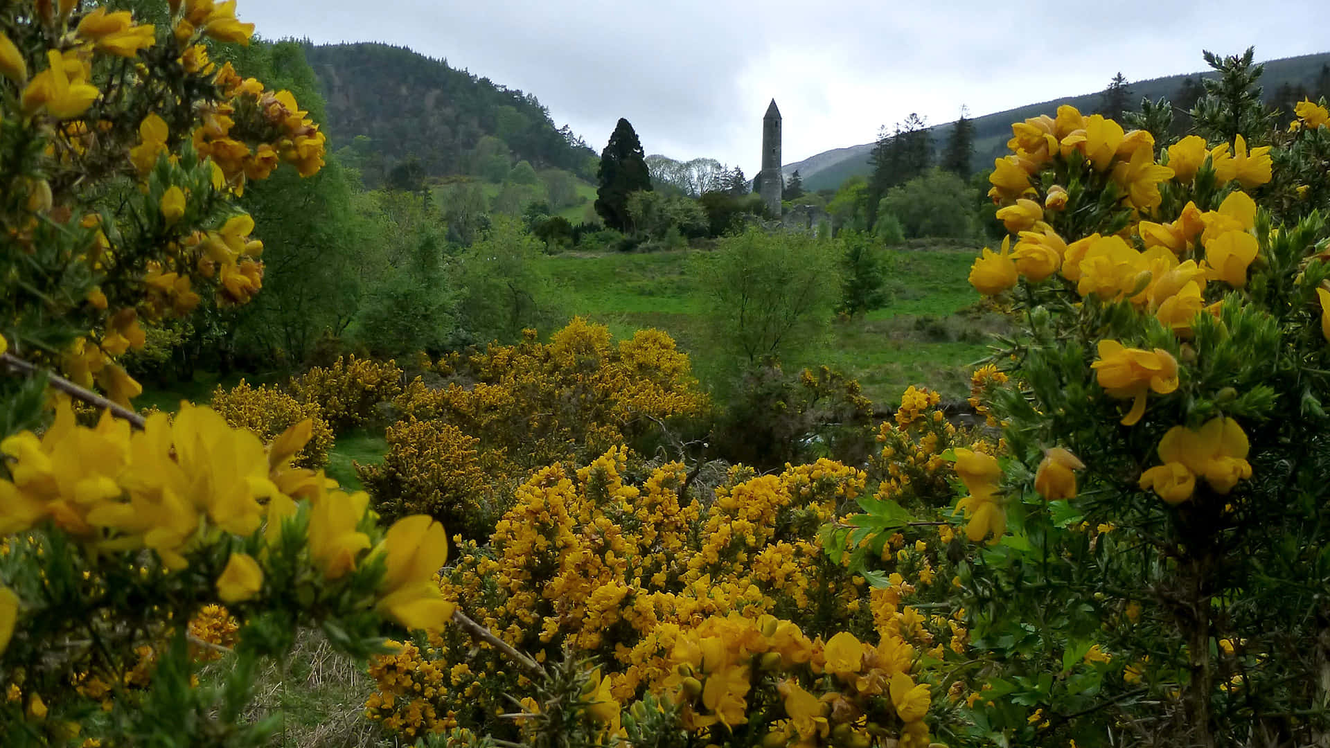 Blumenvom Berg Parnass In Griechenland Frühjahrs-zoom-hintergrund