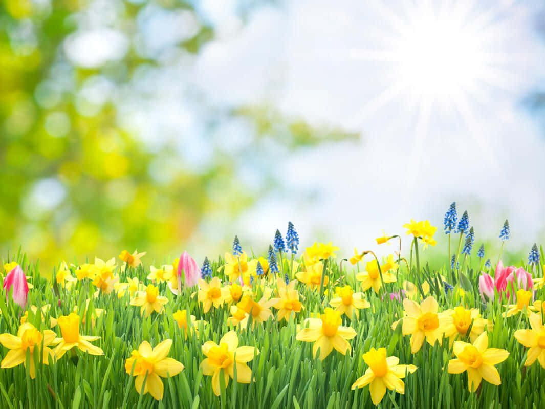 Daffodils And Grape Hyacinth Spring Zoom Background