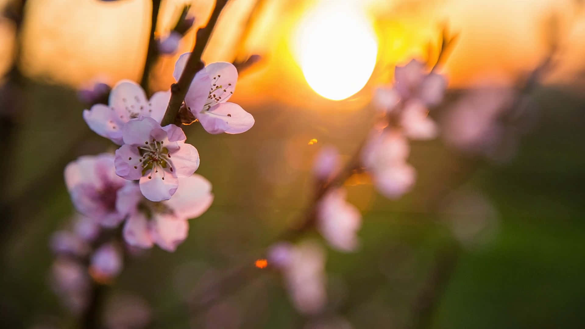 Cherry Blossom Sunset Spring Zoom Background