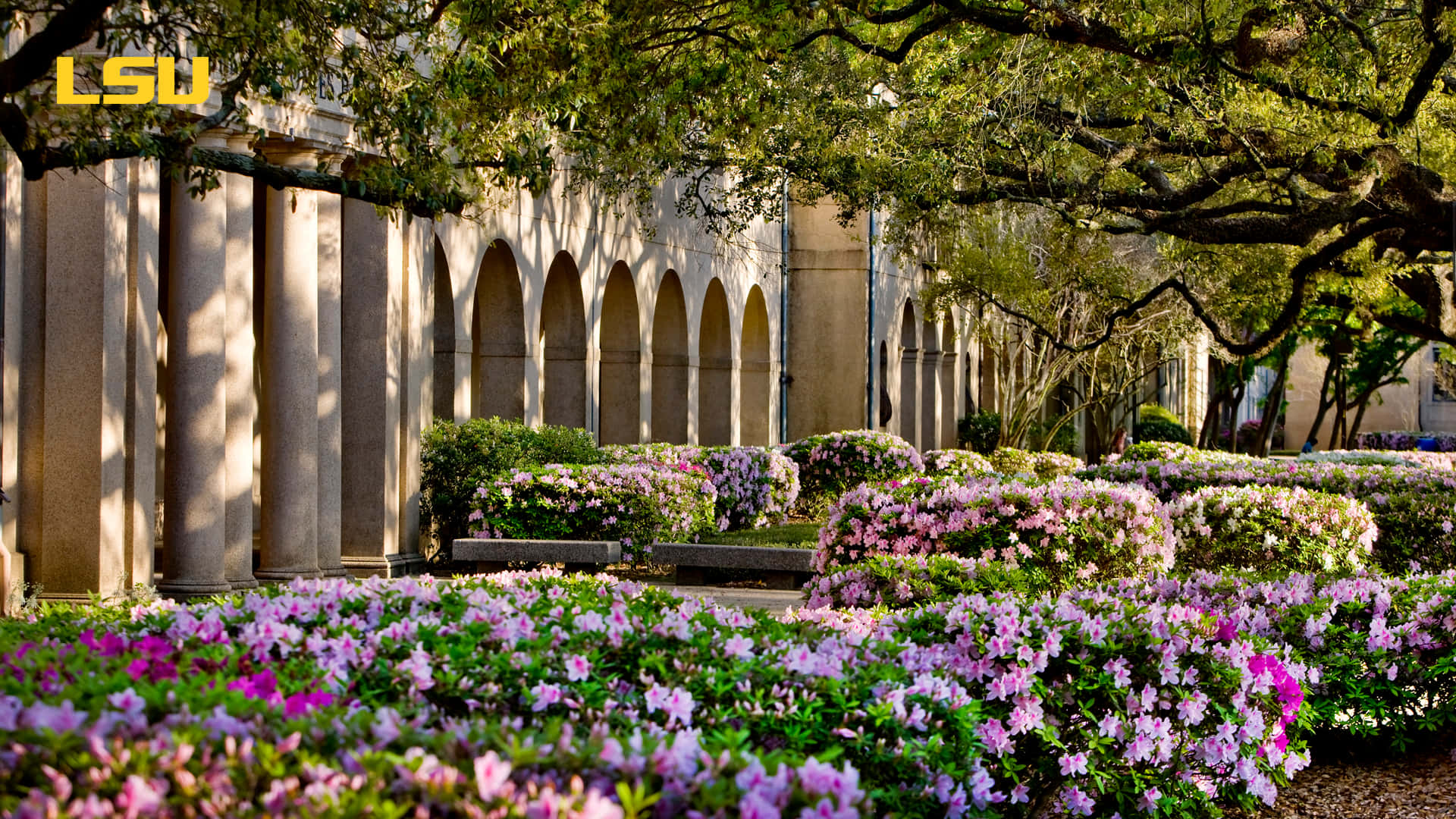 Louisiana State University Spring Zoom Background