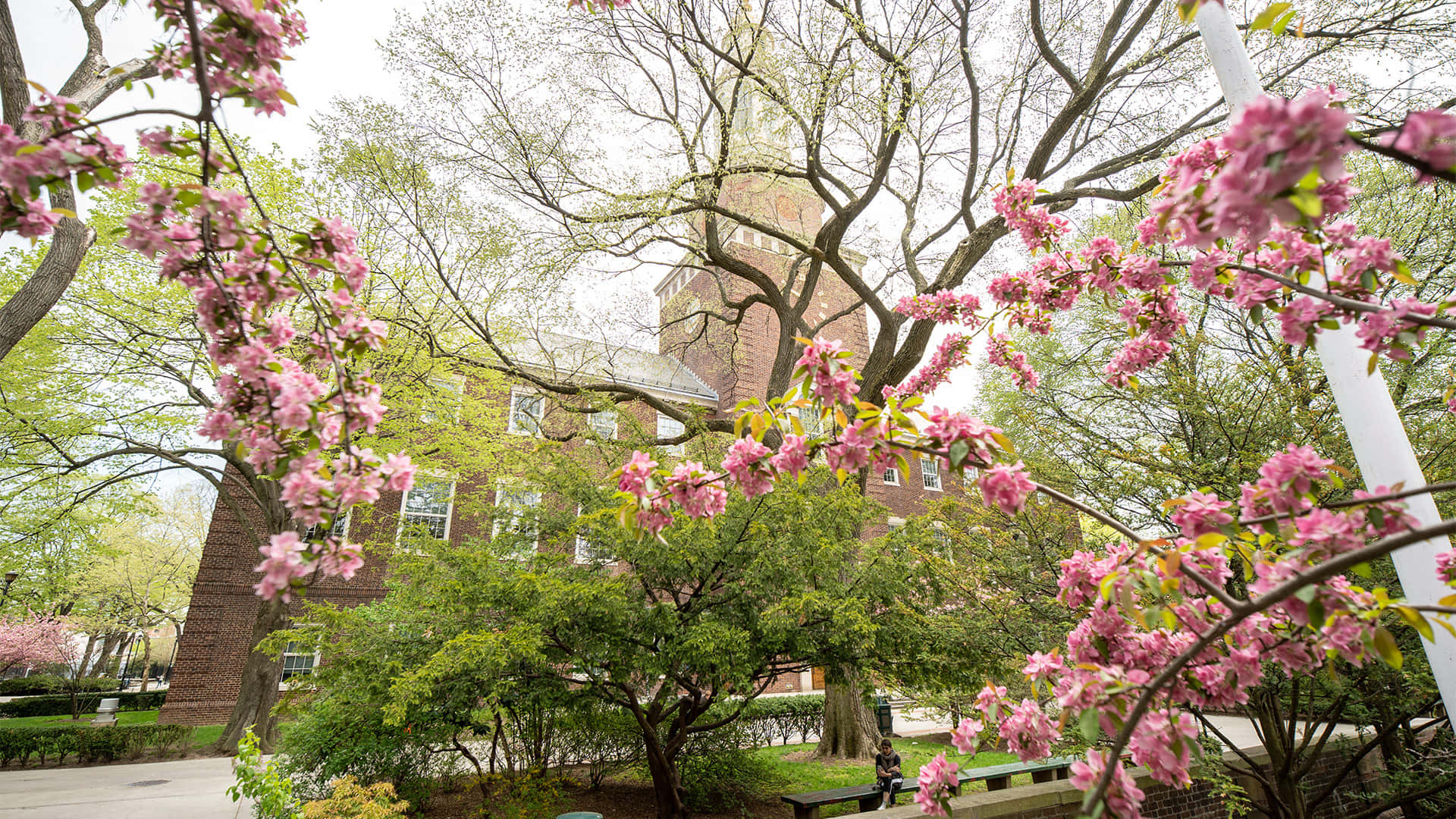 Cherry Blossoms University Spring Zoom Background