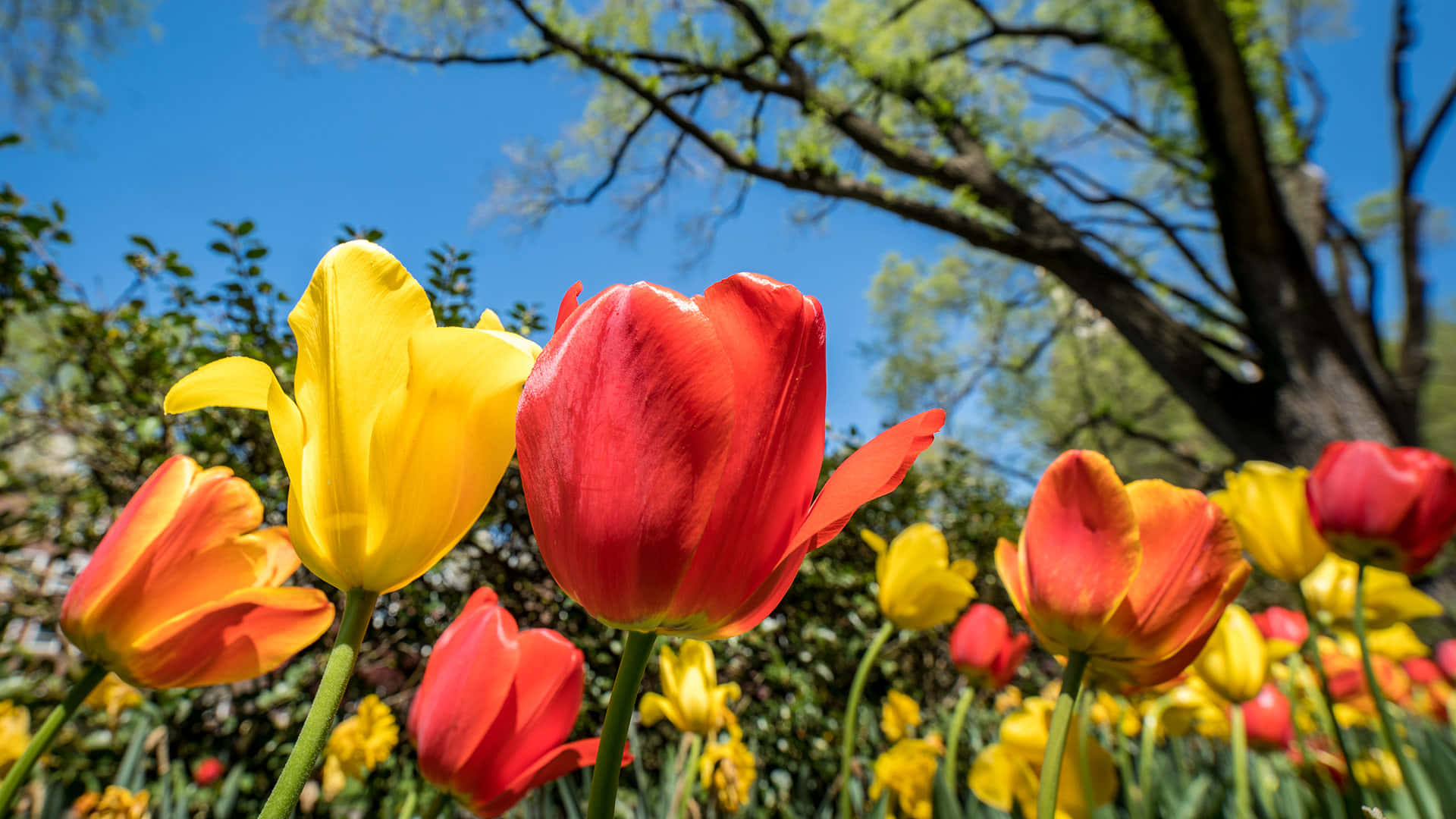 Fondode Pantalla De Zoom De Jardín De Tulipanes En Primavera