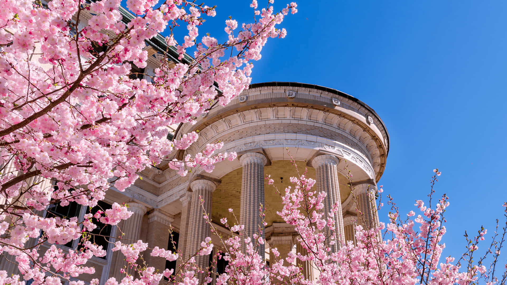 National Cherry Blossom Festival Spring Zoom Background