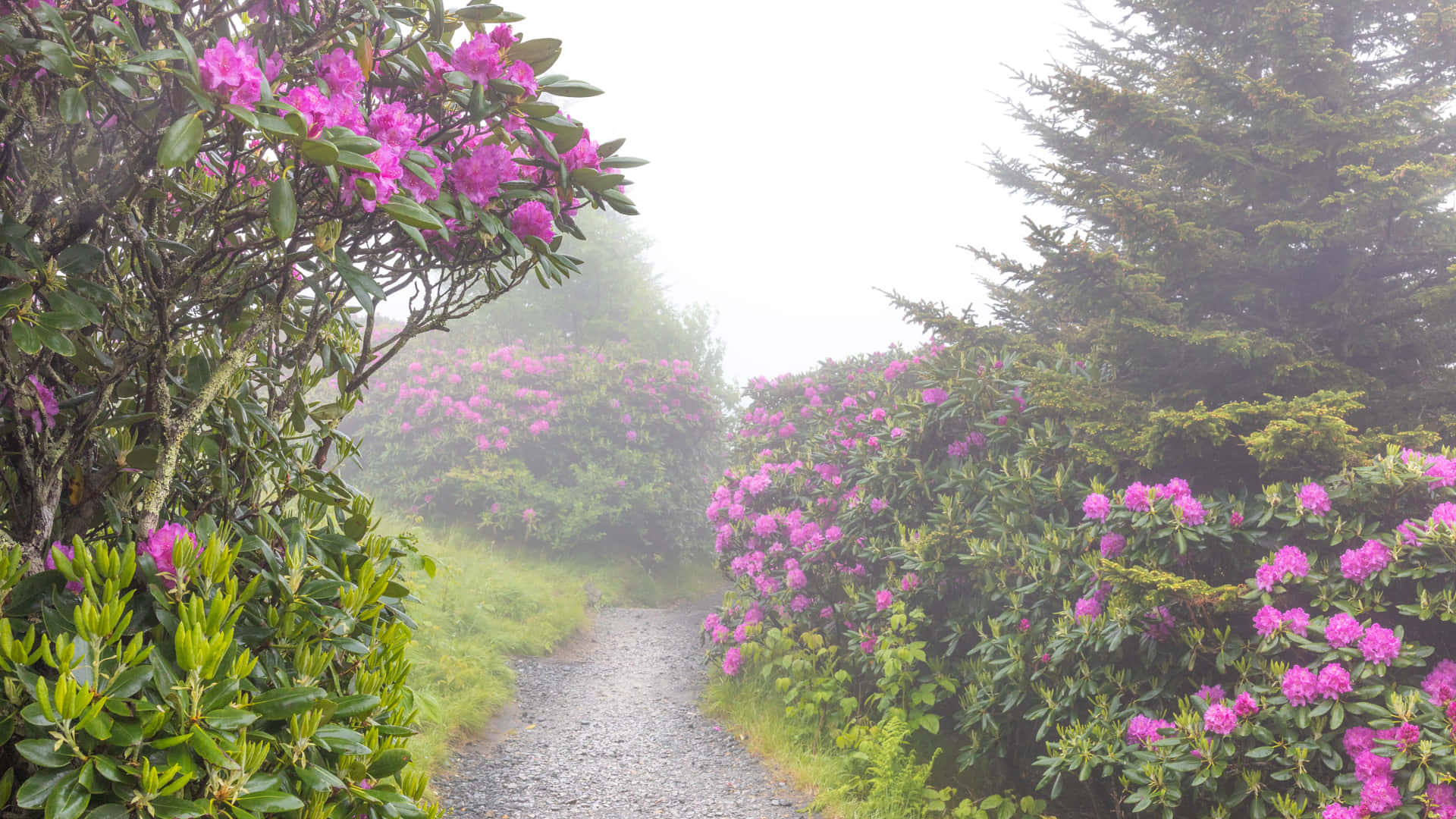 Rhododendron Craggy Gardens Trail Spring Zoom Background