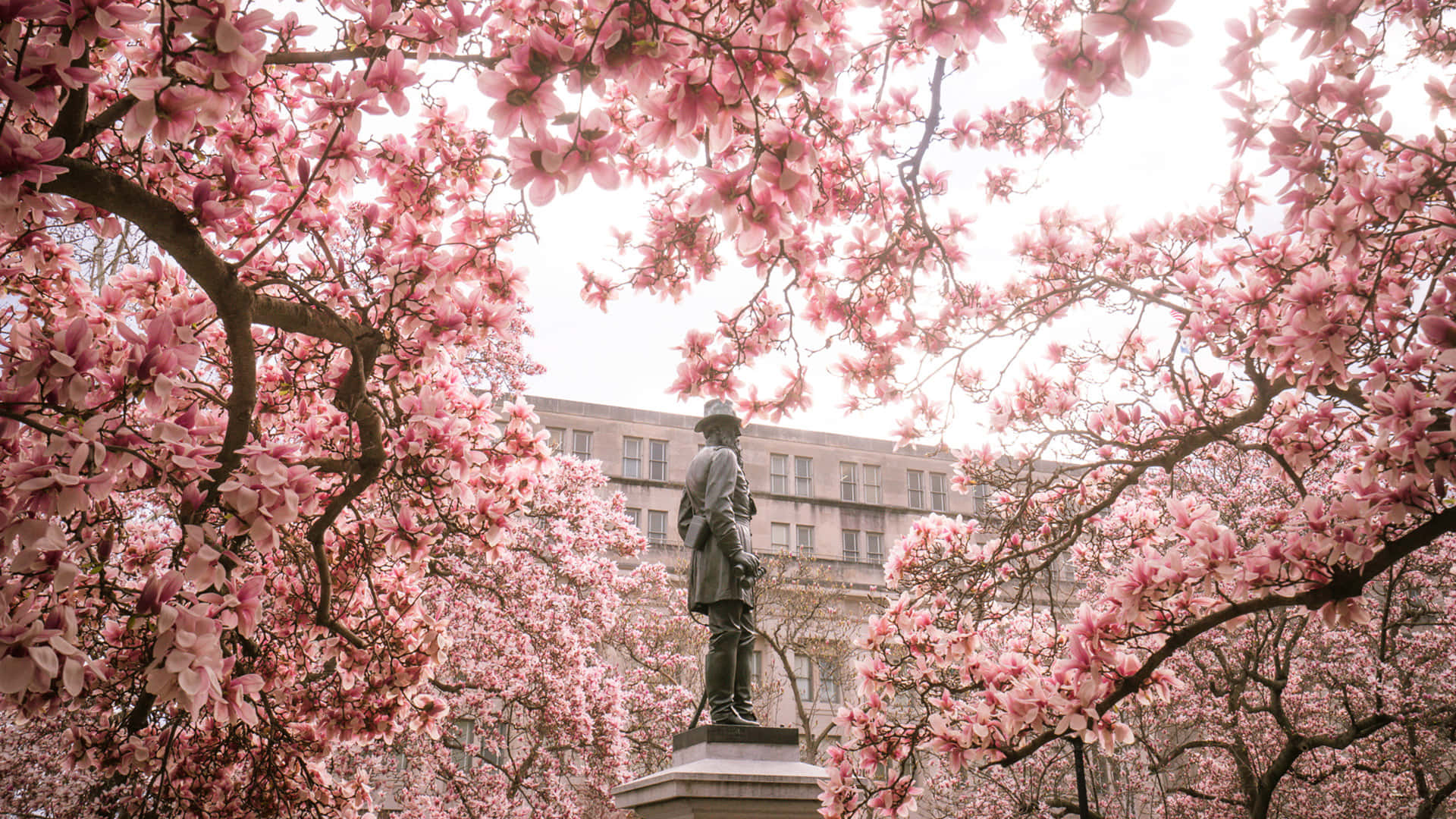 Pink Magnolias i Washington forår Zoom baggrund
