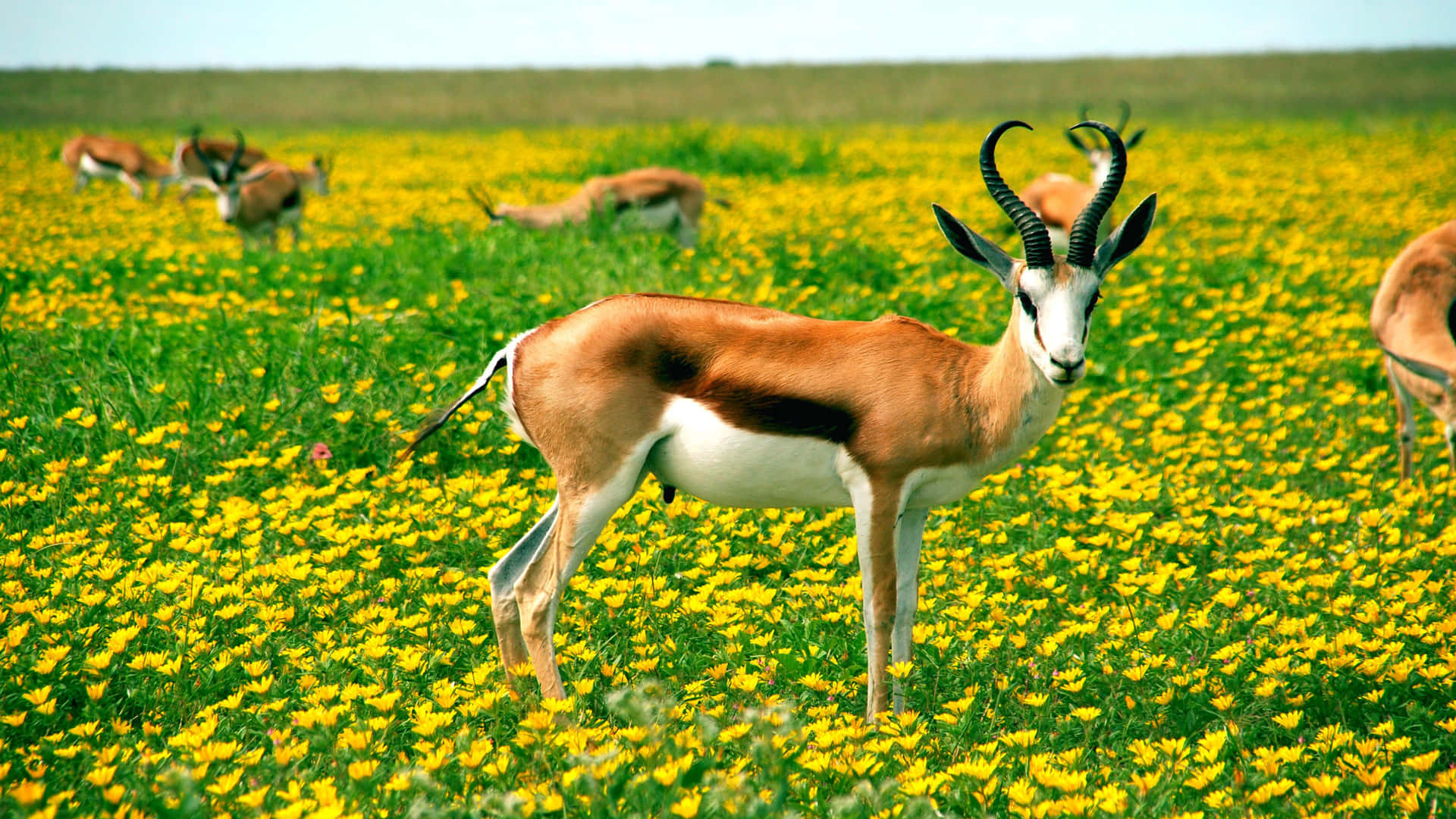 Antelope Musim Semi Di Ladang Bunga Wallpaper