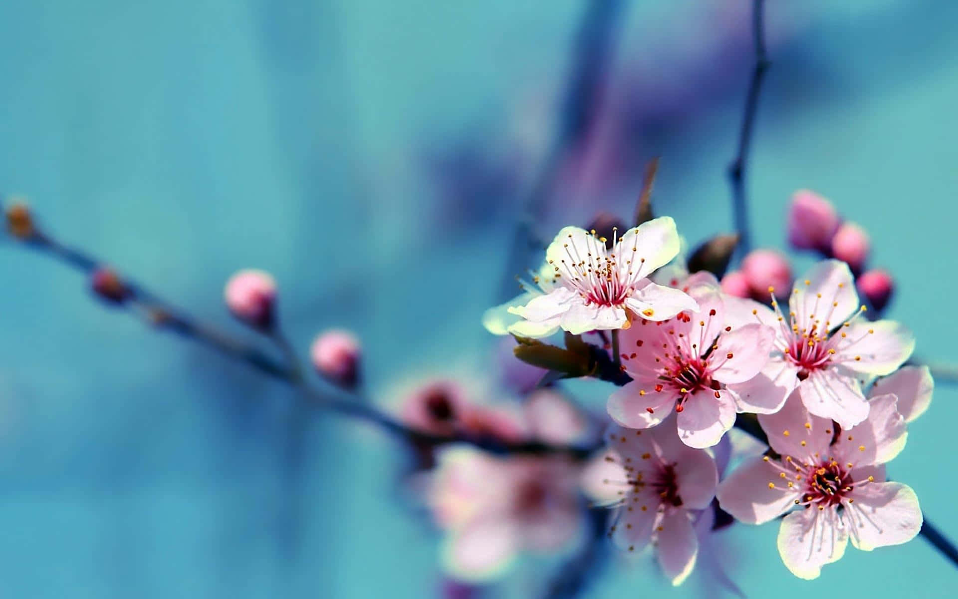 Springtime Blossoms Soft Blue Background Wallpaper