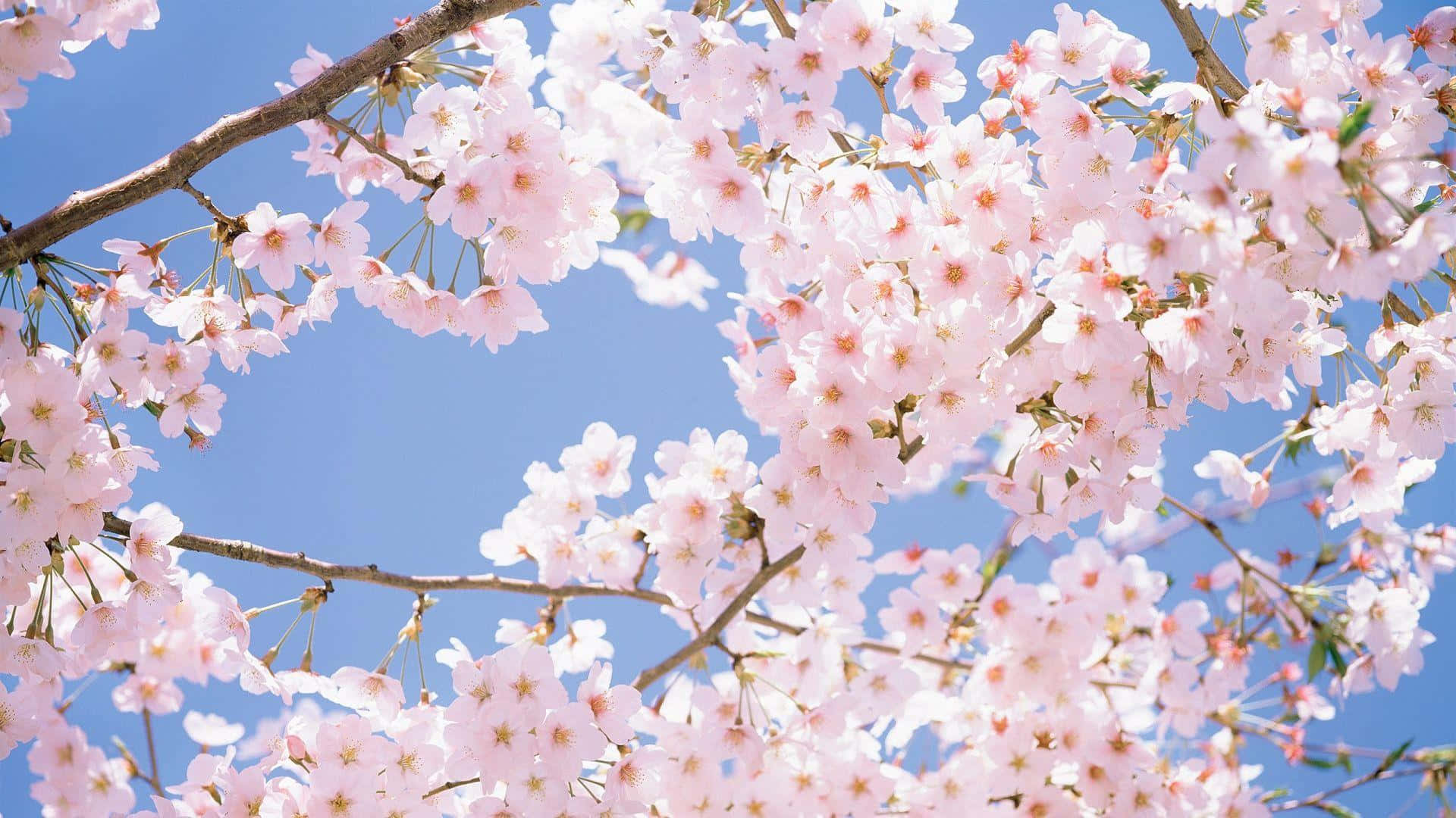 Springtime Cherry Blossoms Blue Sky Wallpaper