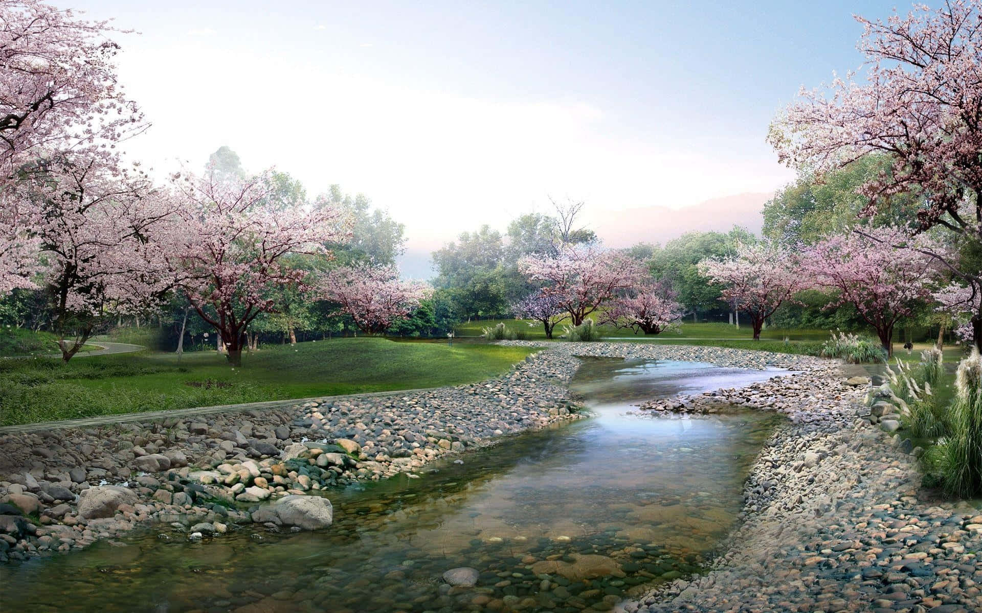 Springtime Cherry Blossoms River Park Wallpaper