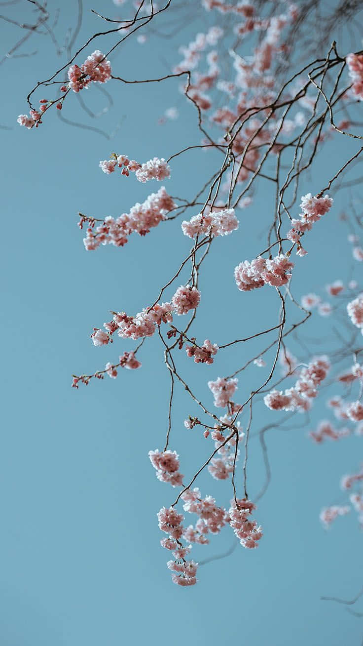 Springtime Cherry Blossoms Sky Wallpaper
