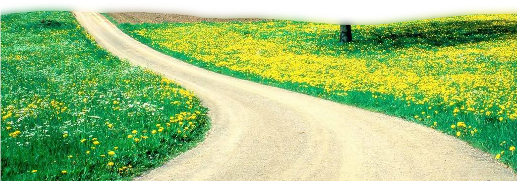 Springtime Country Road Floral Bloom PNG