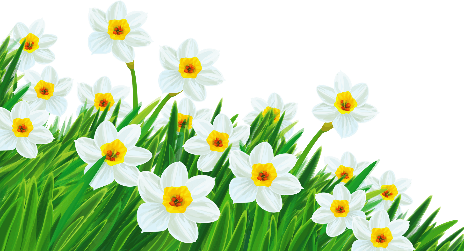 Springtime Daffodils Blooming PNG