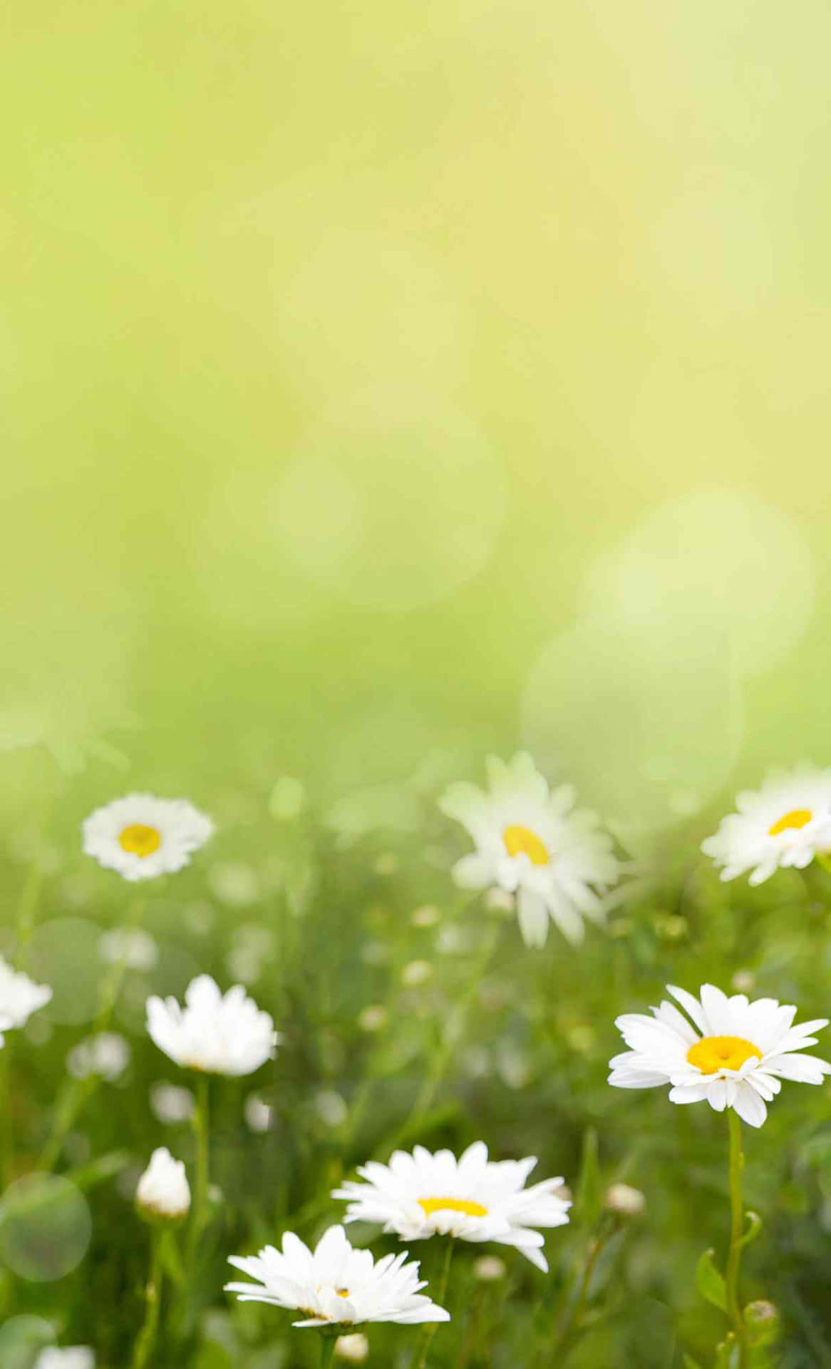 Springtime Daisy Field Background Wallpaper