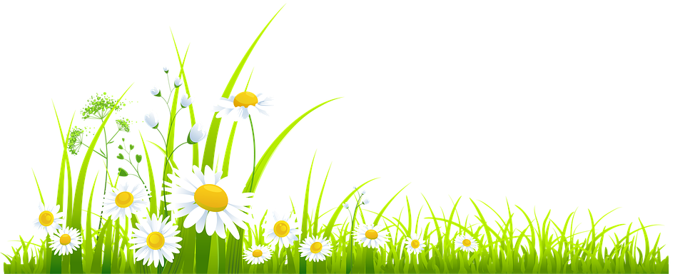 Springtime Daisy Meadow Vector PNG