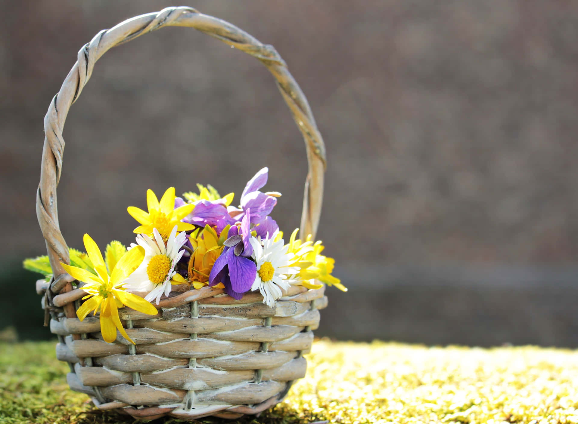 Springtime Flower Basket Sunlit Background.jpg Wallpaper