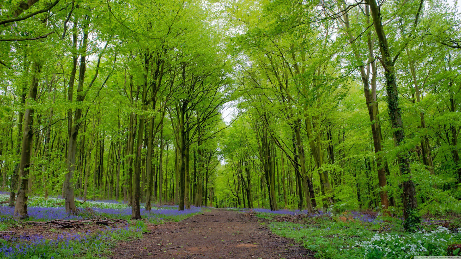 Sentier Forestier Printanier 4k Fond d'écran